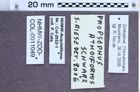 Etiketten zu Propsephus athoiformis (NHMW-ZOO-COL-0011049)